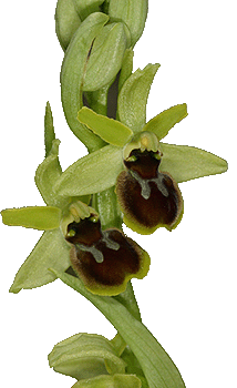 Ophrys araneola