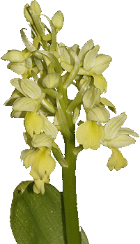 Orchis pallens