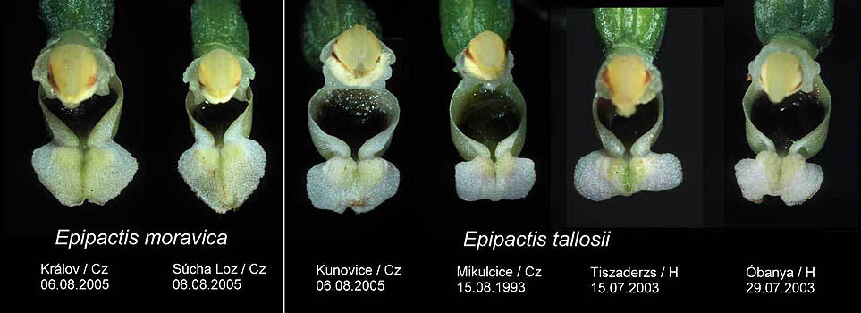 AHOBayern Epipactis moravica