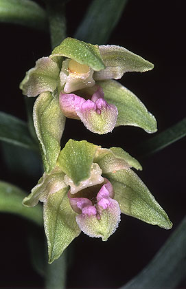 AHOBayern Epipactis persica