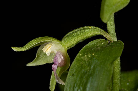 AHOBayern Epipactis persica