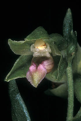 AHOBayern Epipactis persica