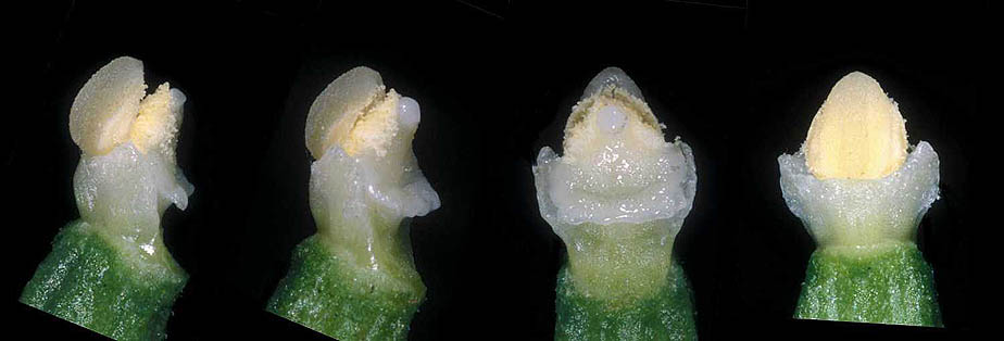 AHOBayern Epipactis persica