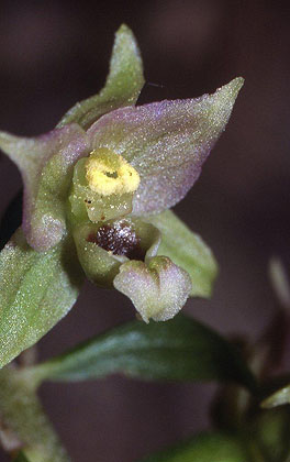 AHOBayern Epipactis zaupolensis