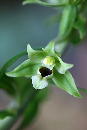 AHOBayern Epipactis zaupolensis