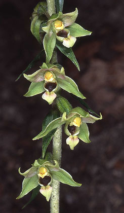 AHOBayern Epipactis zaupolensis
