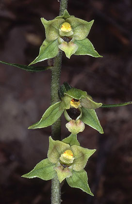 AHOBayern Epipactis zaupolensis