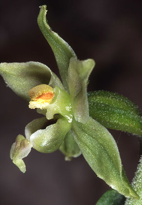 AHOBayern Epipactis zaupolensis