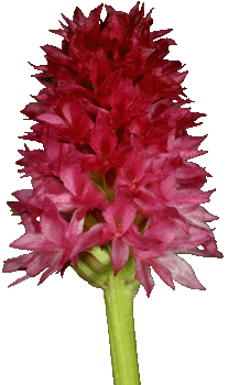 Nigritella rubra