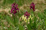 Dactylorhiza sambucina/ Holunder-Fingerwurz