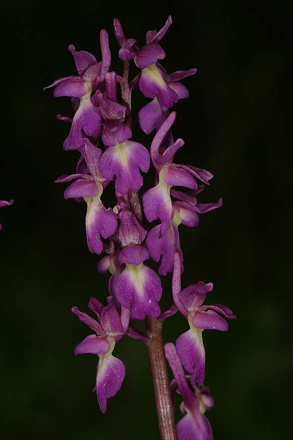 Foto: U. Grabner